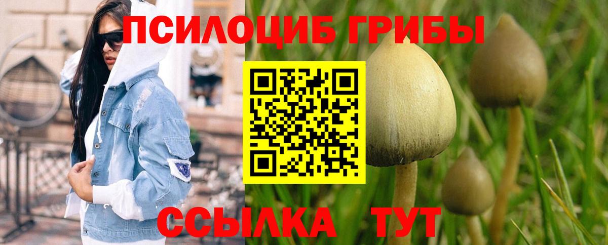 Галлюциногенные грибы Psilocybe Сосновый Бор